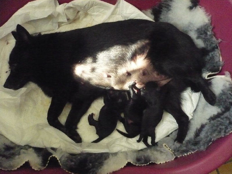 of dogs in Black - Schipperke - Portée née le 14/04/2014