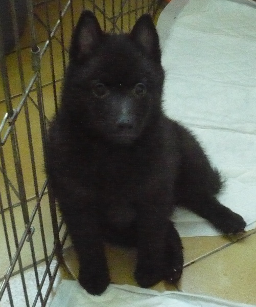 Junior of dogs in Black