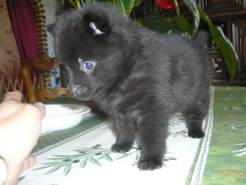 Gipsy of dogs in Black