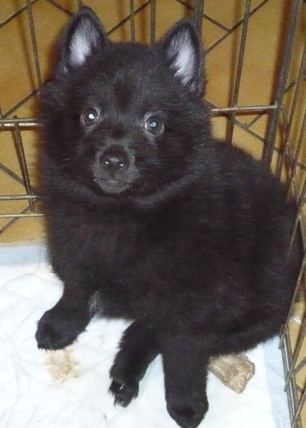 Inox of dogs in Black